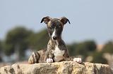 WHIPPET 269